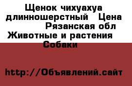 Щенок чихуахуа длинношерстный › Цена ­ 15 000 - Рязанская обл. Животные и растения » Собаки   